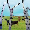 Cows