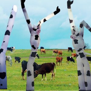 Cows