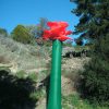 rose15